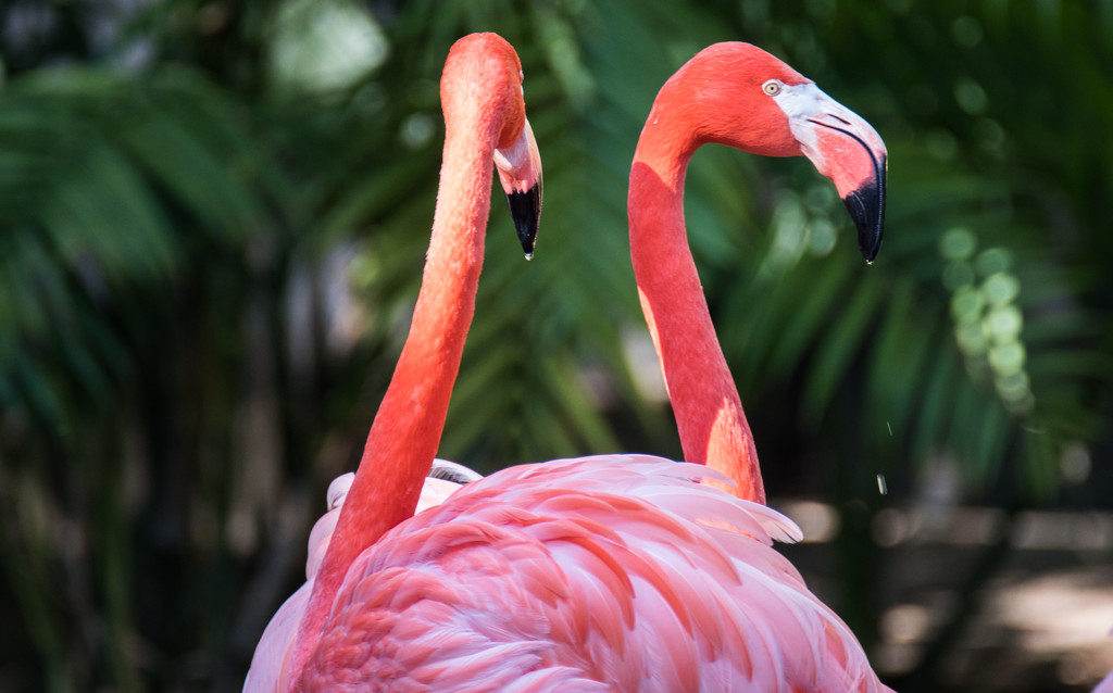 Flamingo Friday - 018 by stray_shooter
