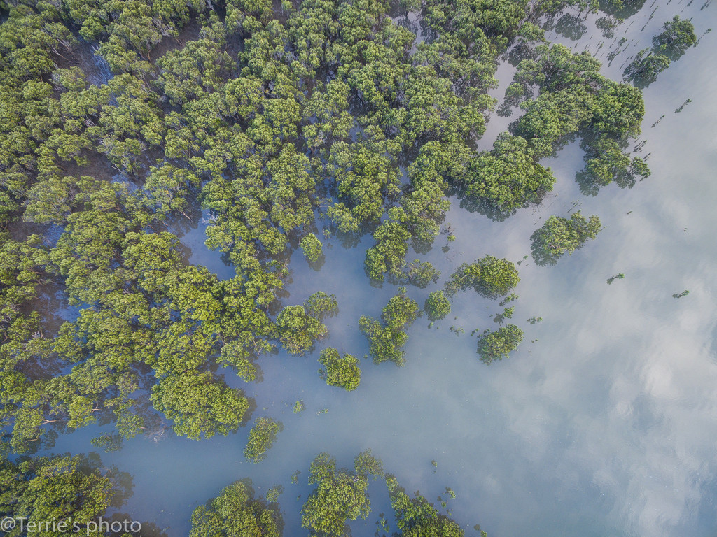 Above the mangroves by teodw