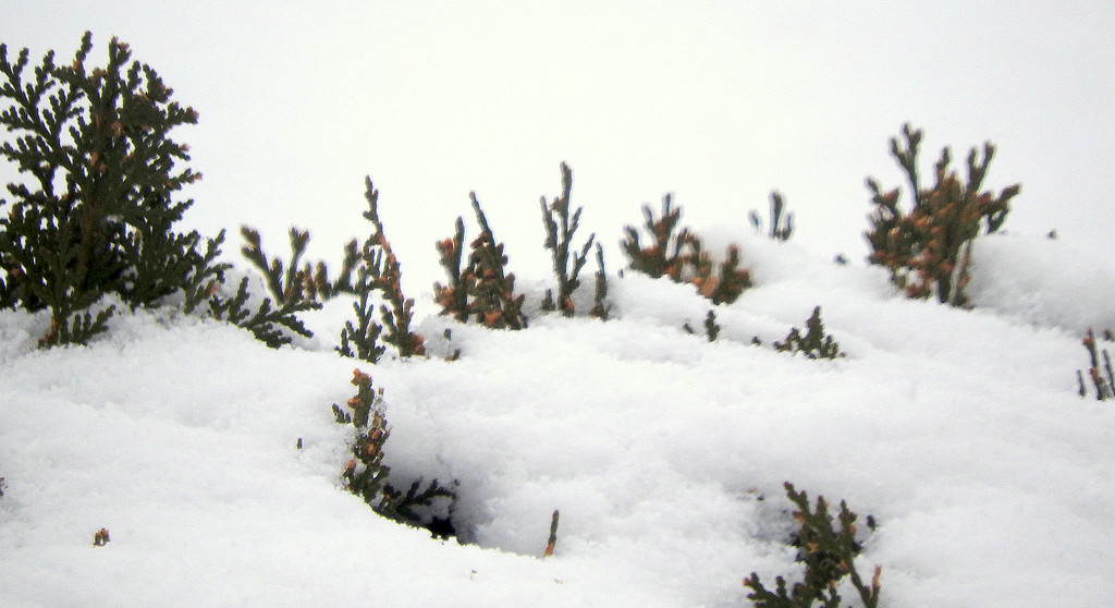 Snow on the pine by homeschoolmom