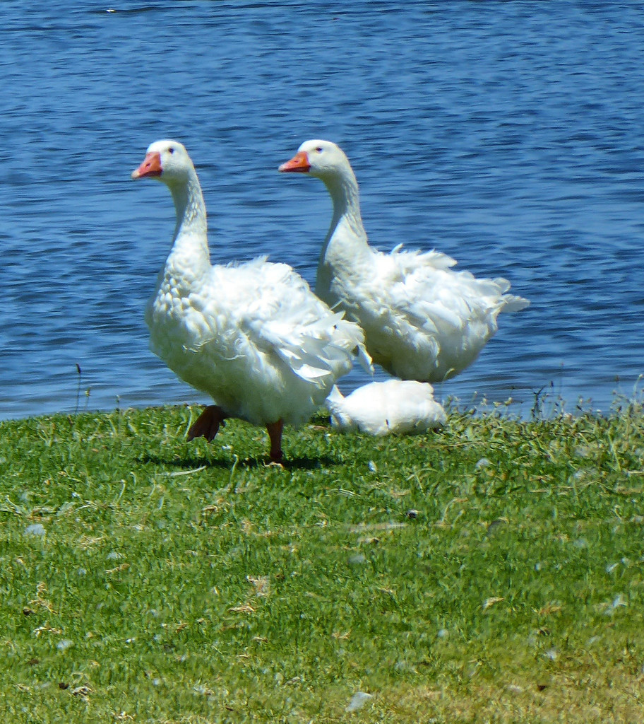 Geese by ludwigsdiana