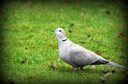 31st Dec 2016 - Collared dove