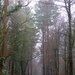 Misty trees by julienne1