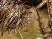 31st Dec 2016 - Soggy teasels