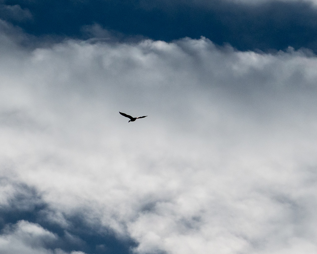 Goose in Flight with Clouds by rminer