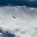 Goose in Flight with Clouds by rminer