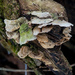 Fan Fungus Landscape by rminer