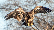 4th Dec 2016 - Eagle Landing Closeup