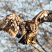 Eagle Landing Closeup by rminer