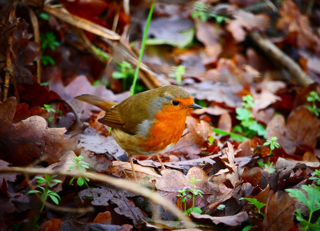 Whisby Robin by carole_sandford