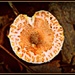 Interesting Fungi by vernabeth