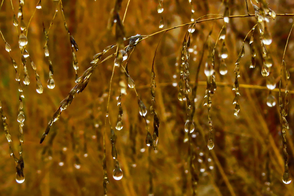 Cascading Raindrops by milaniet