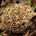Wasps Nest by kathyrose