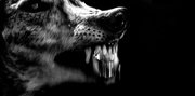 1st Jan 2017 - hell hound (yawn:interrupted)