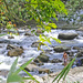 Cool Rain Forest Stream by ianjb21