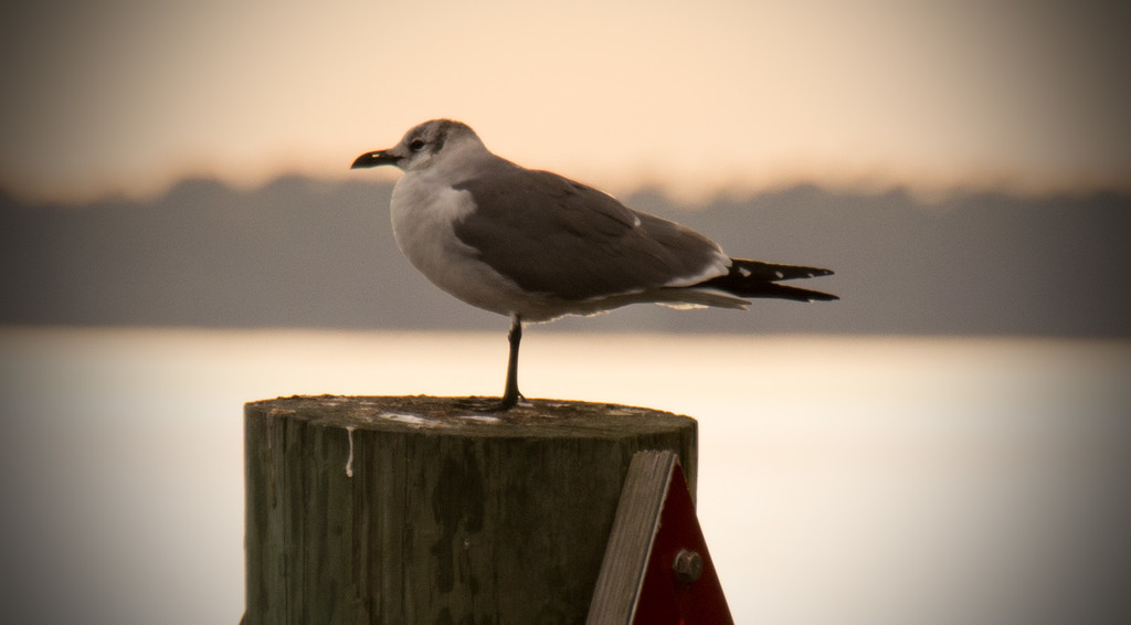 Seagull on the lookout! by rickster549