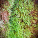Moss on tree trunk by ianjb21
