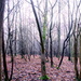 Winter woods by jeff