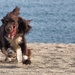 Jasper goes bonkers at the beach by laroque