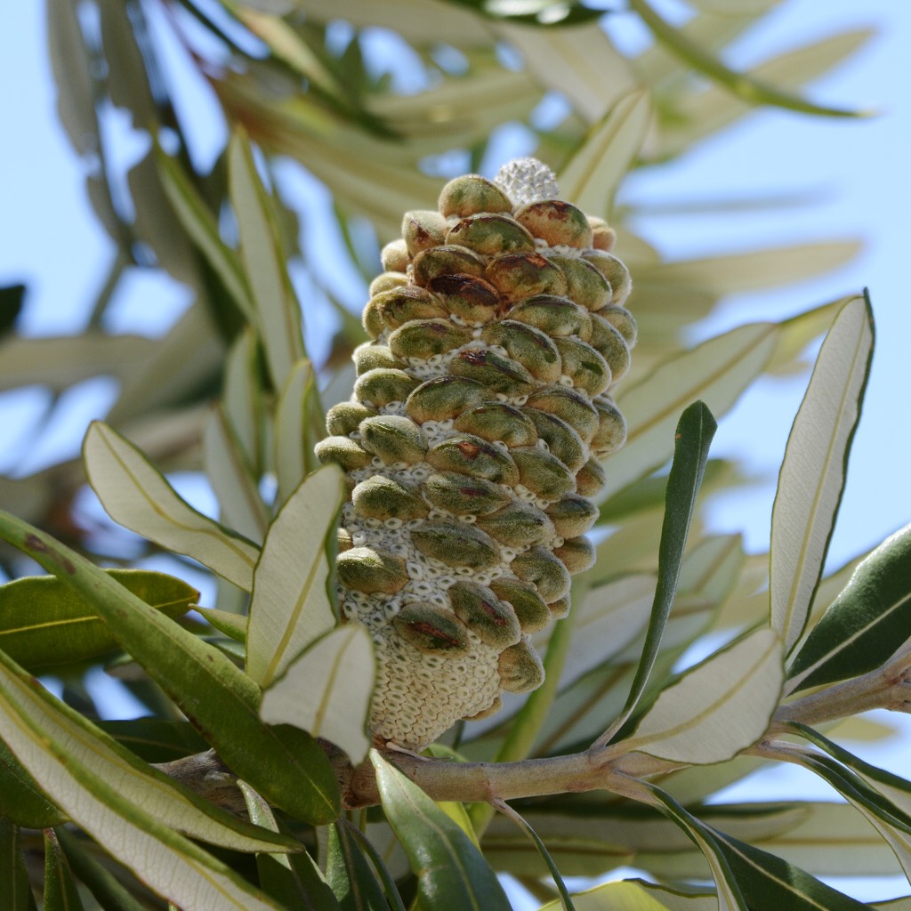 Banksia Nut _DSC8922 by merrelyn