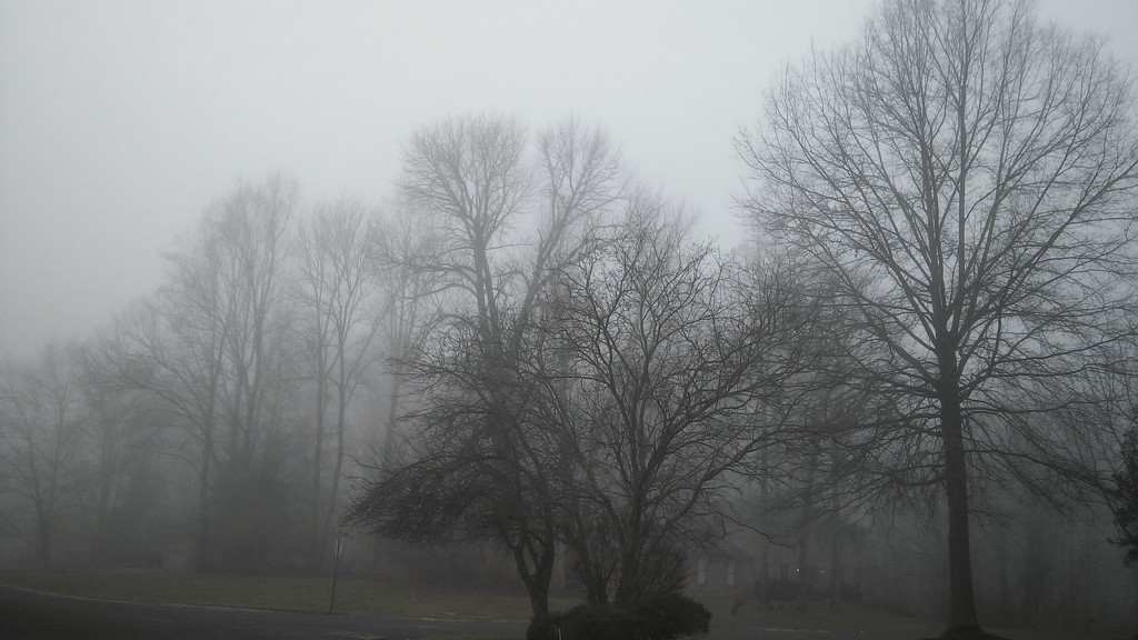 Feeling Foggy and Muddled by alophoto