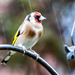 2017 01 01 - Goldfinch in the rain by pamknowler