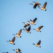 1st Jan 2017 - Skein of Geese Fly By