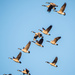 Skein of Geese Fly By by rminer