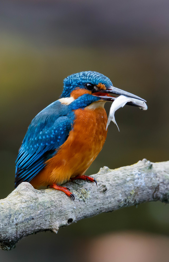Kingfisher with Fish-best on black by padlock