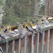 Evening Grosbeaks - Dozens of Them! by sunnygreenwood