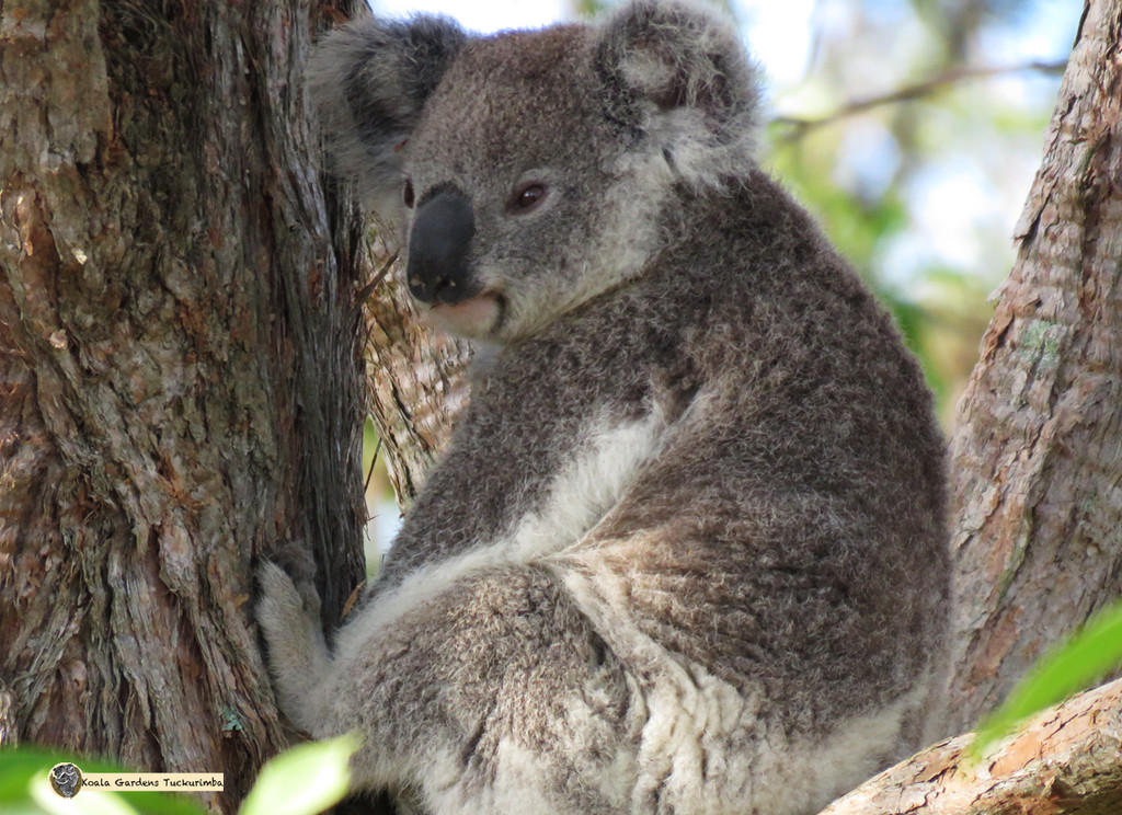 sittin perty by koalagardens