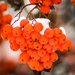 Mountain Ash berries New Year's Day by 365karly1
