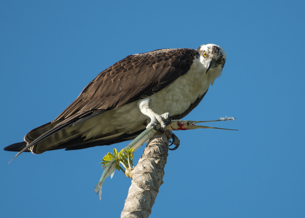 Osprey and his catch of the day by dridsdale