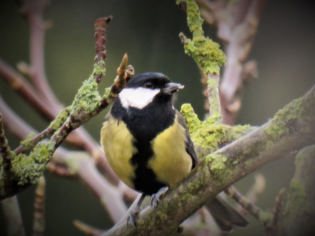 Garden Visitor - Great Tit by phil_sandford
