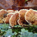 Fungi Fans by cjwhite