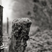 PLAY January - Nikon 50mm f/1.4G: Occasional Fence-Post 14 by vignouse