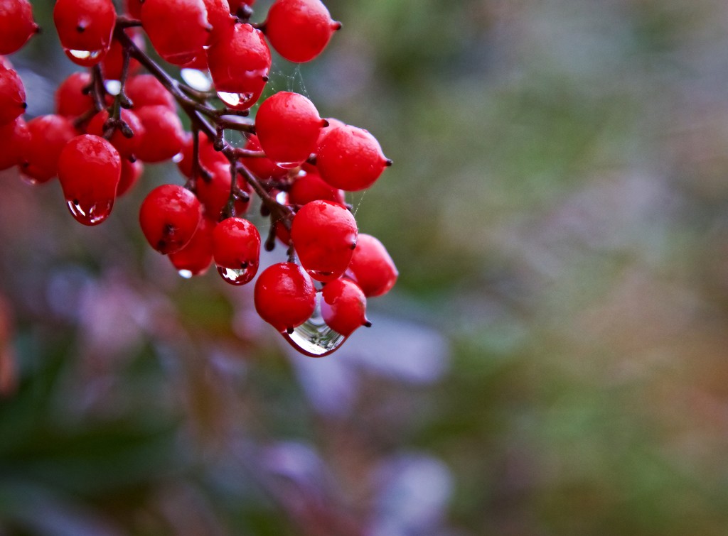 Nandina Berries in the Rain-LHG_9930  by rontu
