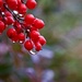 Nandina Berries in the Rain-LHG_9930  by rontu