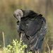 Turkey Vulture by dridsdale