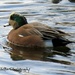 Male American Wigeon by kathyo