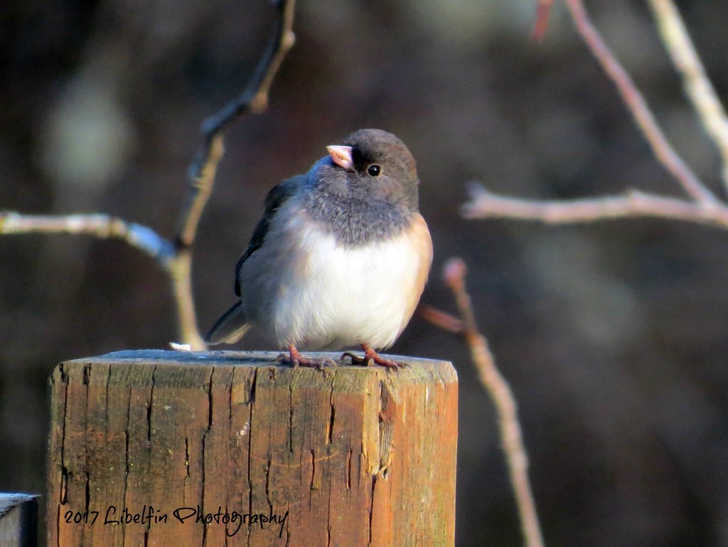 Common Junco by kathyo