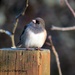 Common Junco by kathyo