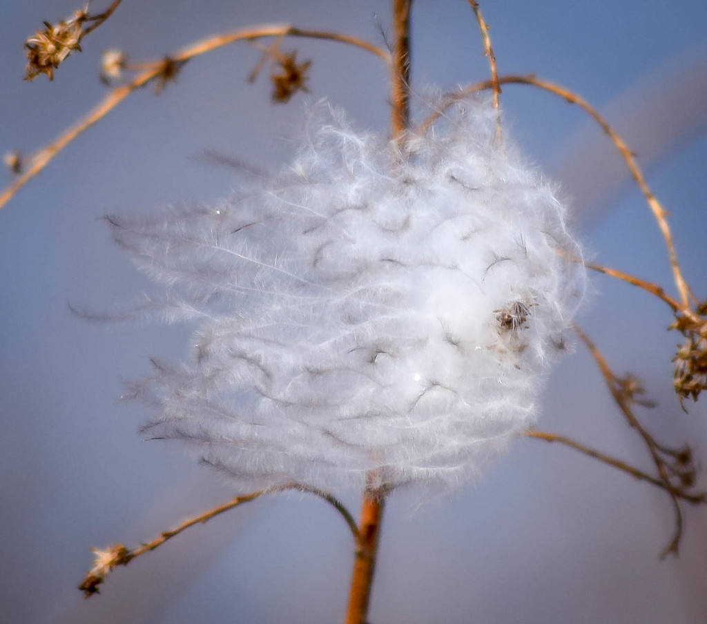 Fuzz Ball by marylandgirl58