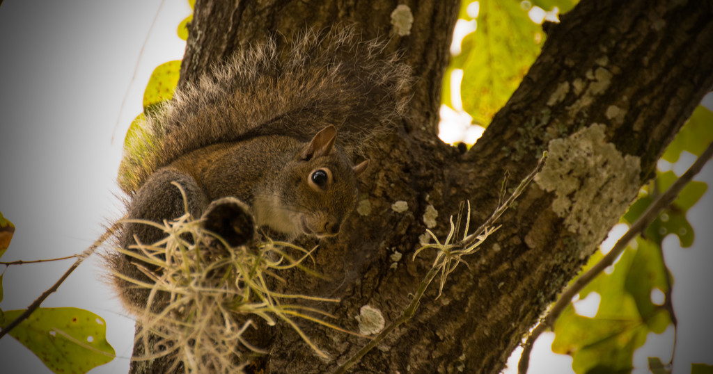 Another Squirrel Shot! by rickster549