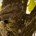 Another Squirrel Shot! by rickster549
