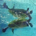 Busch Gardens - Turtle by mimiducky