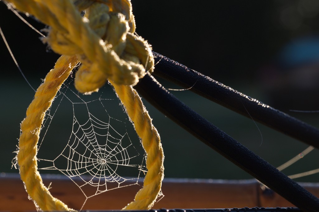 Hangman's noose for a spider by dkbarnett
