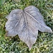 Frosty Leaf by arkensiel