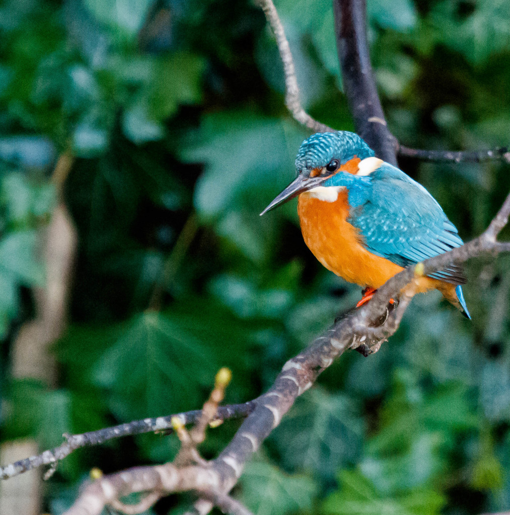 Kingfisher basking in early light by padlock
