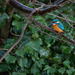 Kingfisher waiting by padlock