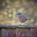 Garden Visitor - Dunnock by phil_sandford